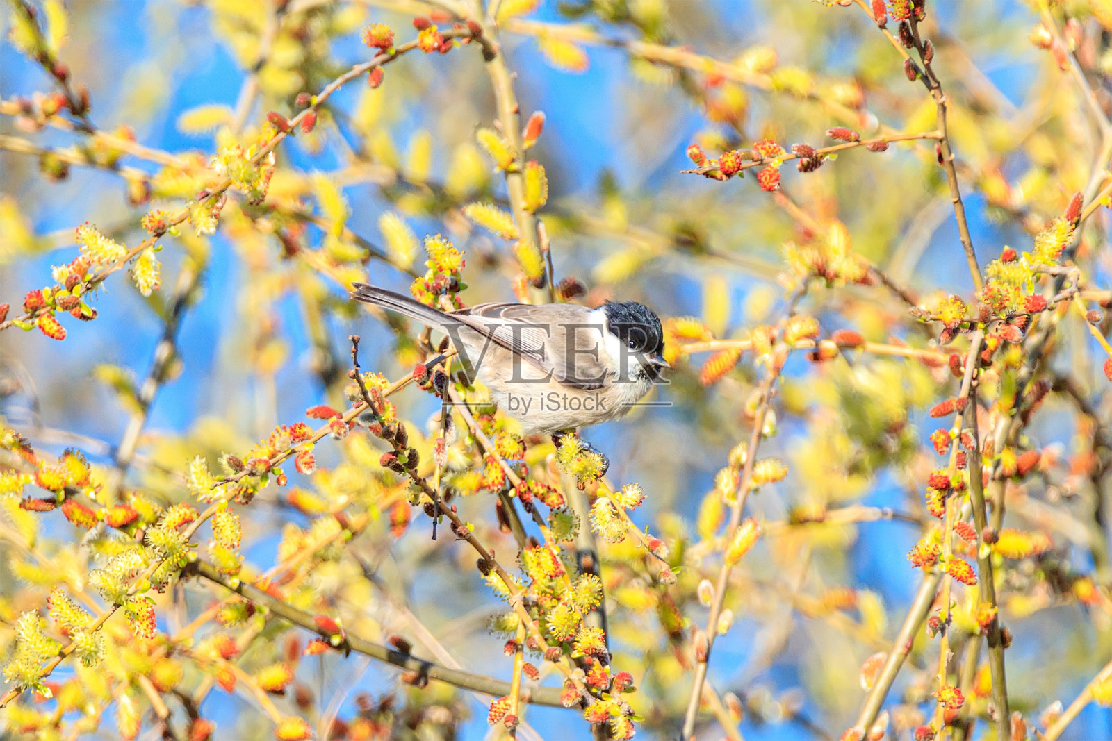 枝条上有柔软柔软的柳树芽照片摄影图片