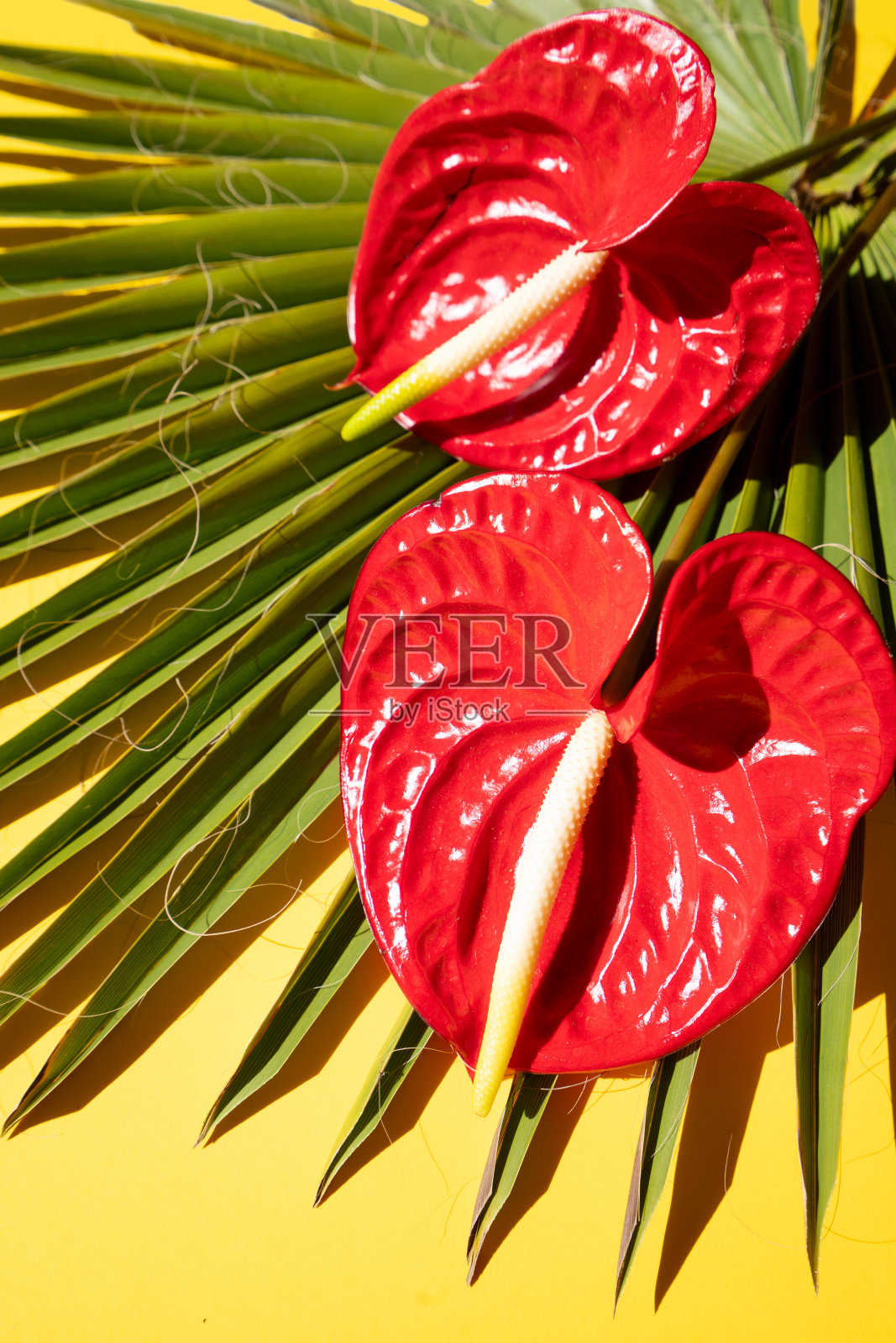 热带绿叶照片摄影图片