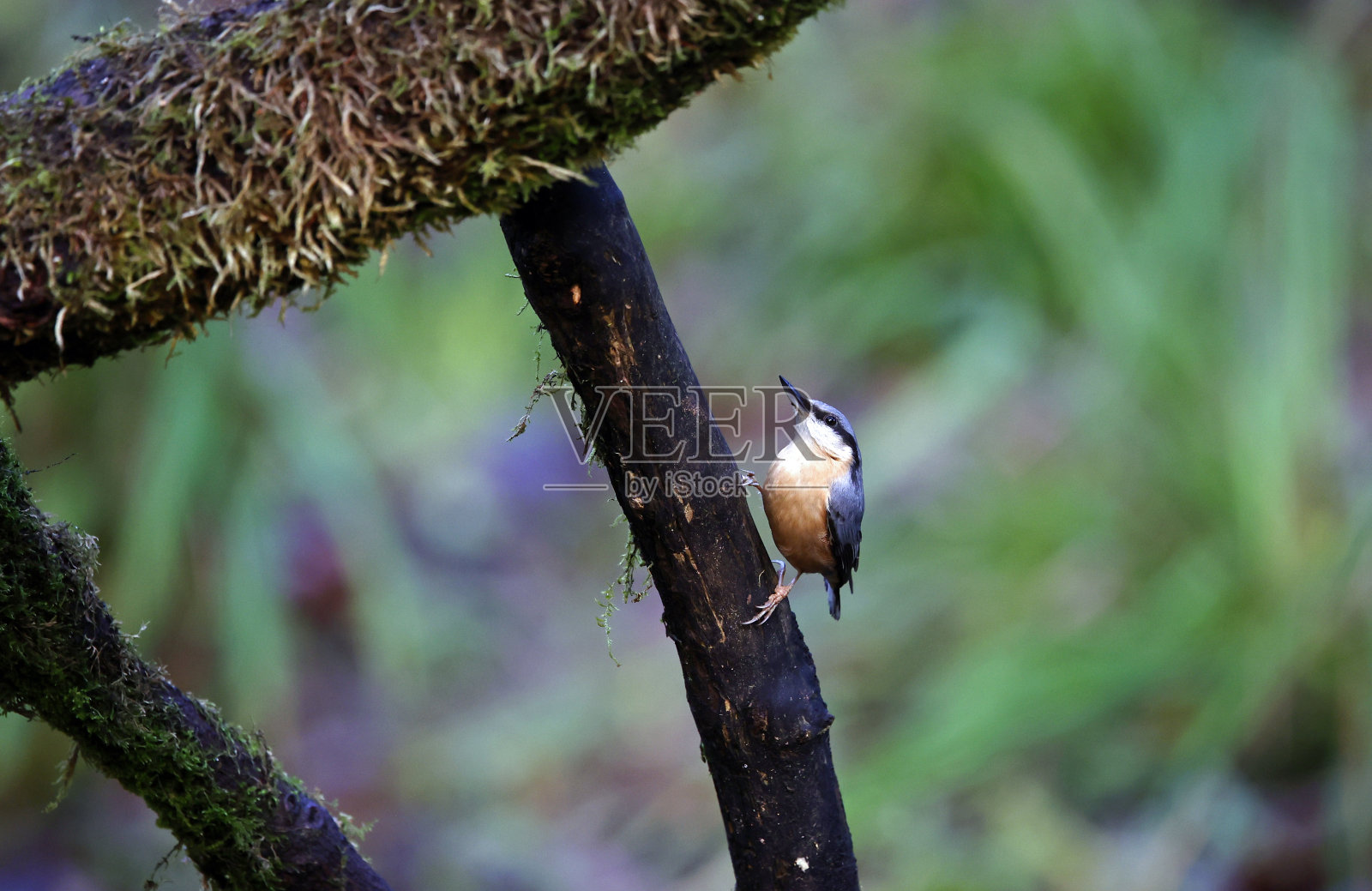 nu茅草在树林里吃草照片摄影图片