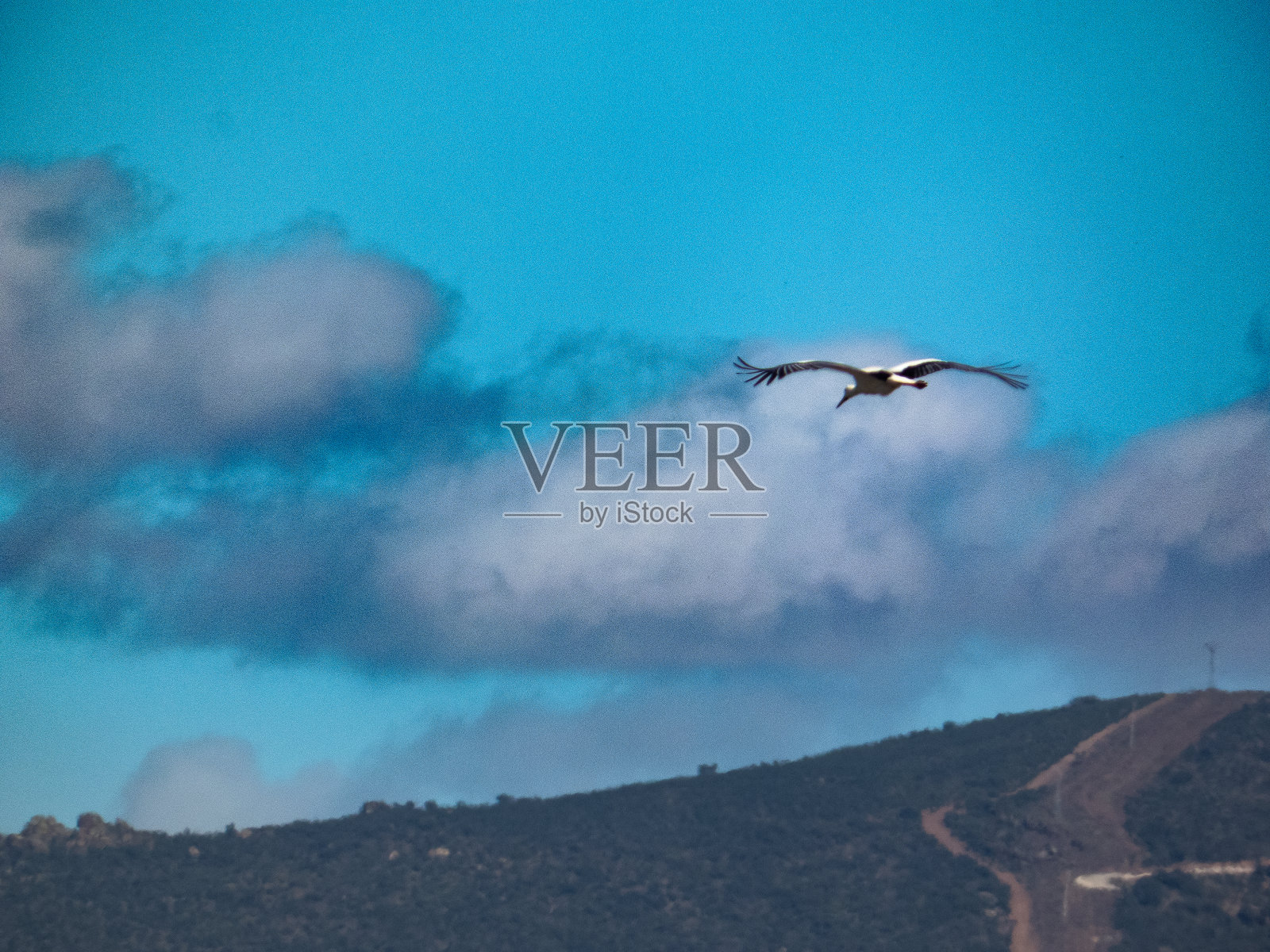 鹳鸟的飞行照片摄影图片