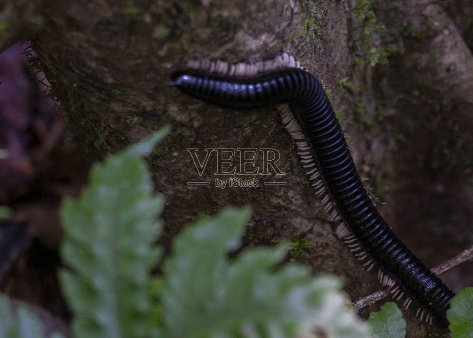 斯里兰卡巨型马陆照片摄影图片