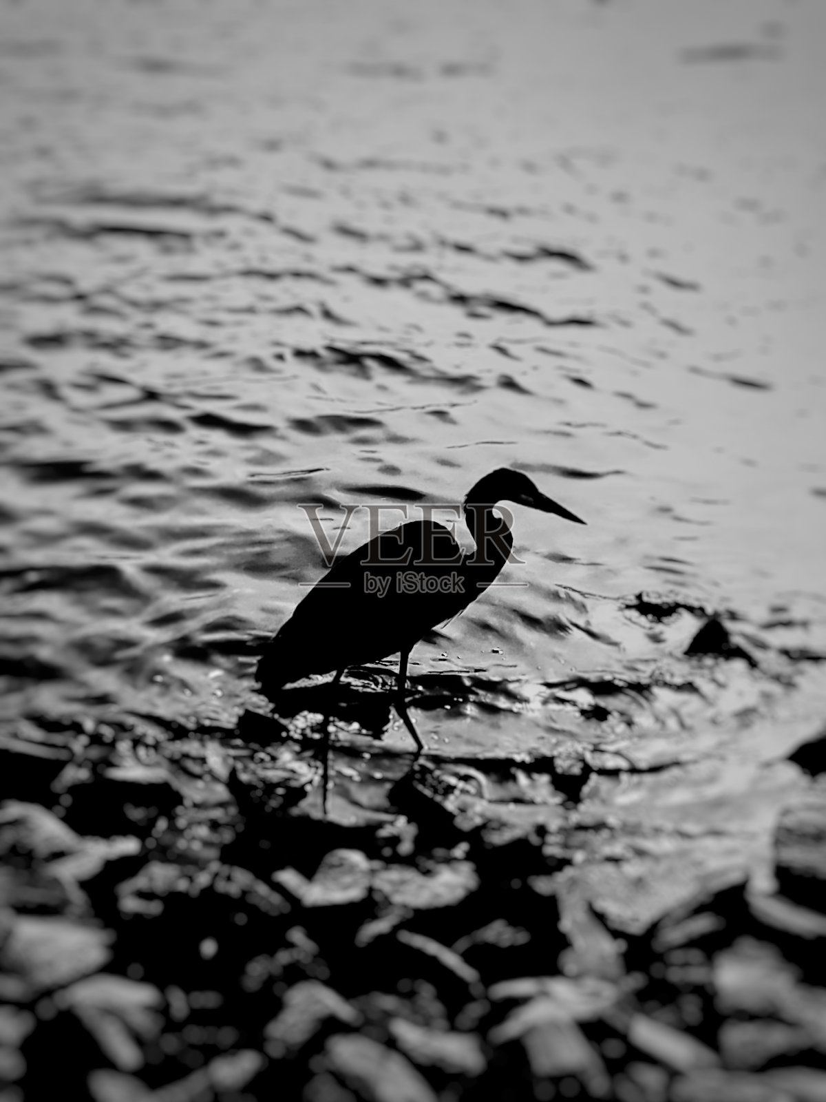 的鹭照片摄影图片