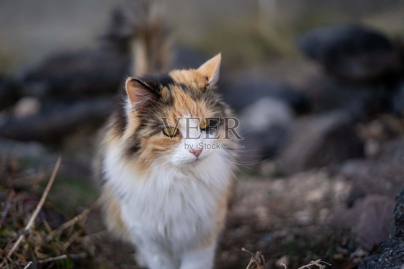 长毛金眼睛印花布猫照片摄影图片