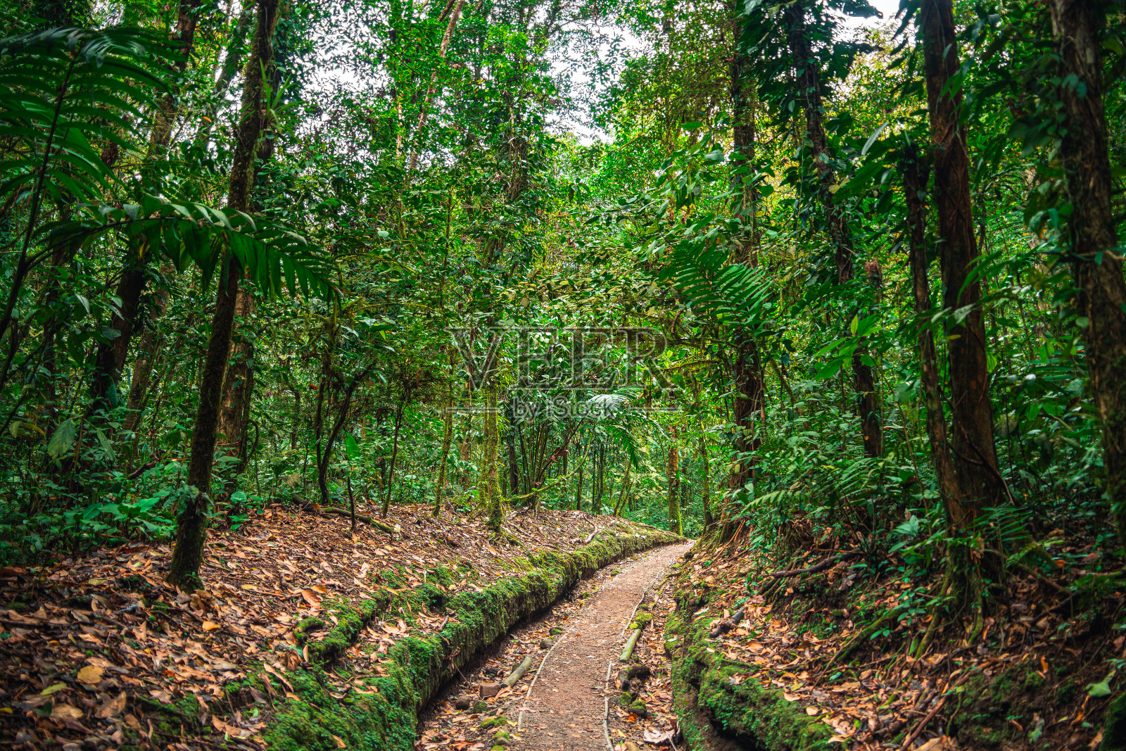 哥斯达黎加埃尔阿雷纳尔国家公园照片摄影图片