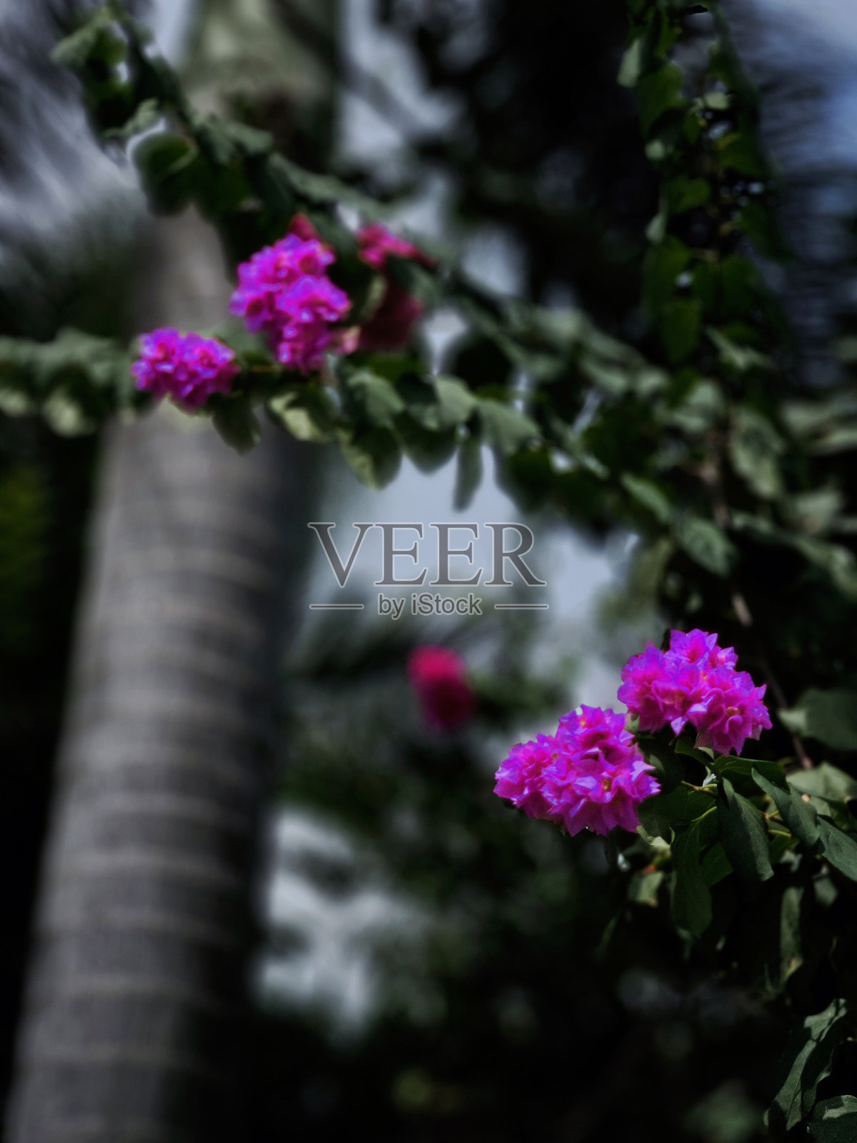 明亮的花朵照片摄影图片