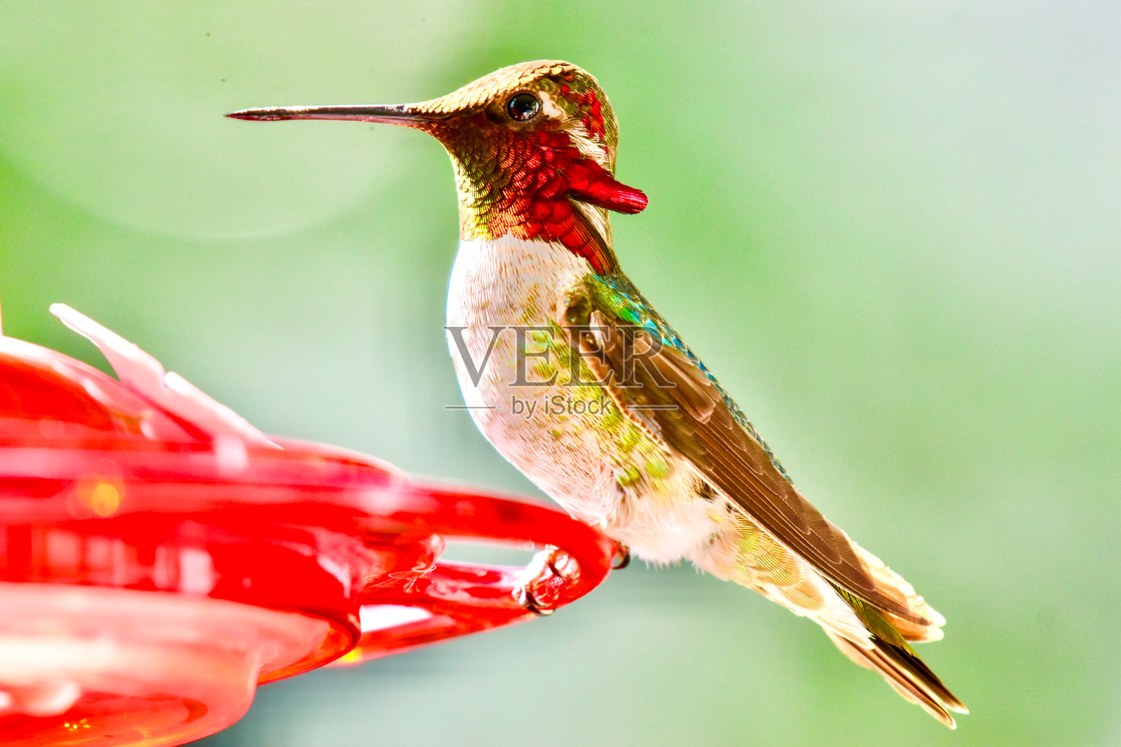 令人惊叹的色彩鲜艳的虹彩安娜蜂鸟栖息照片摄影图片