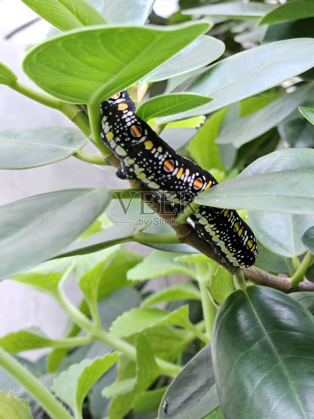 你好，毛毛虫照片摄影图片