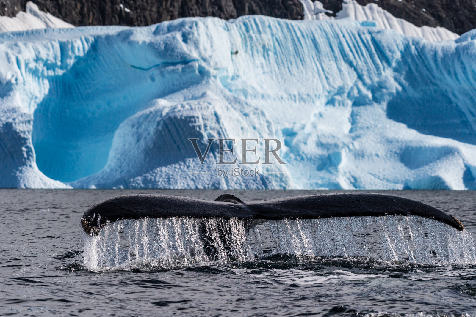 南极座头鲸的尾巴照片摄影图片