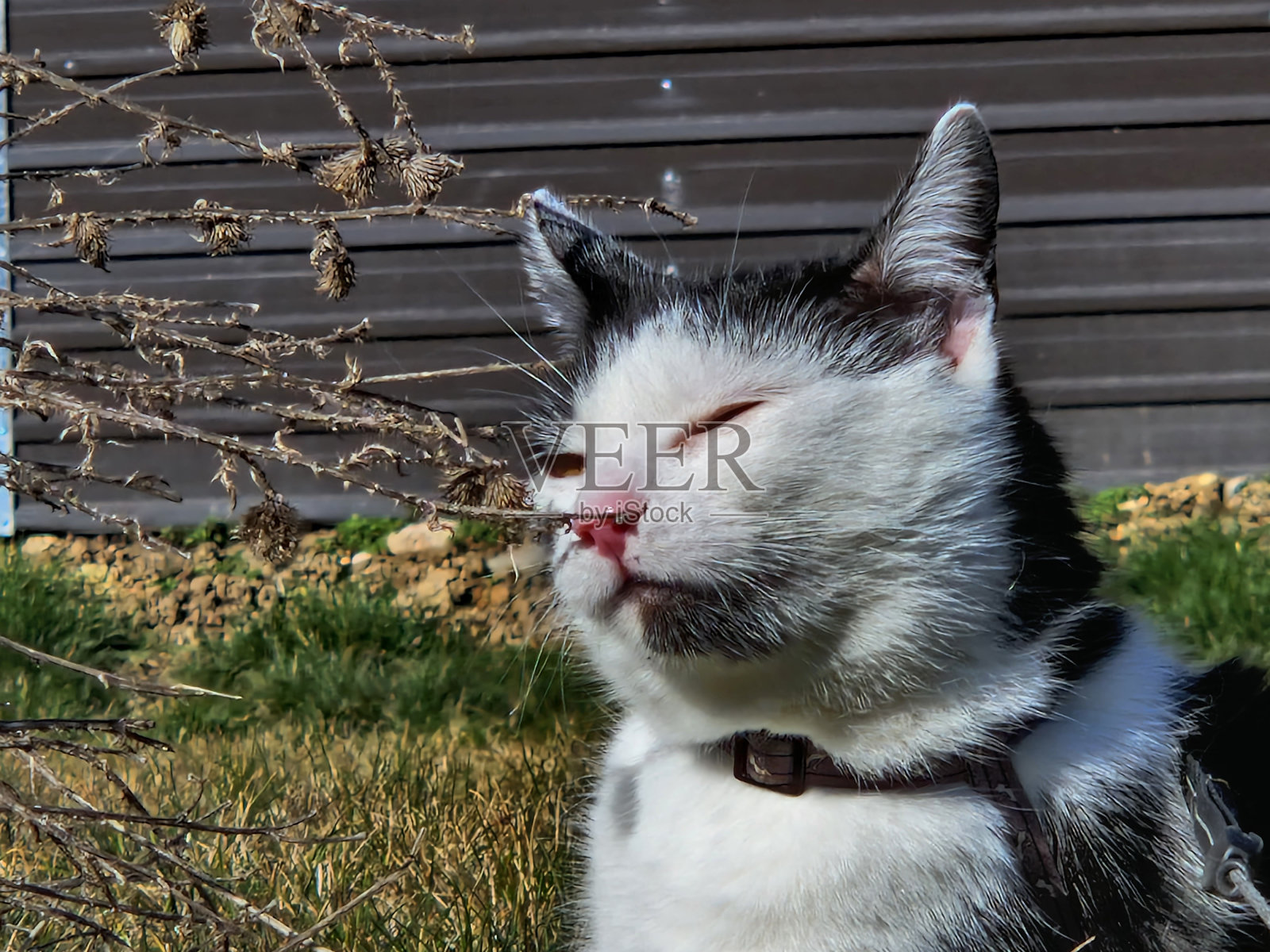 美丽的猫探索外面的照片照片摄影图片