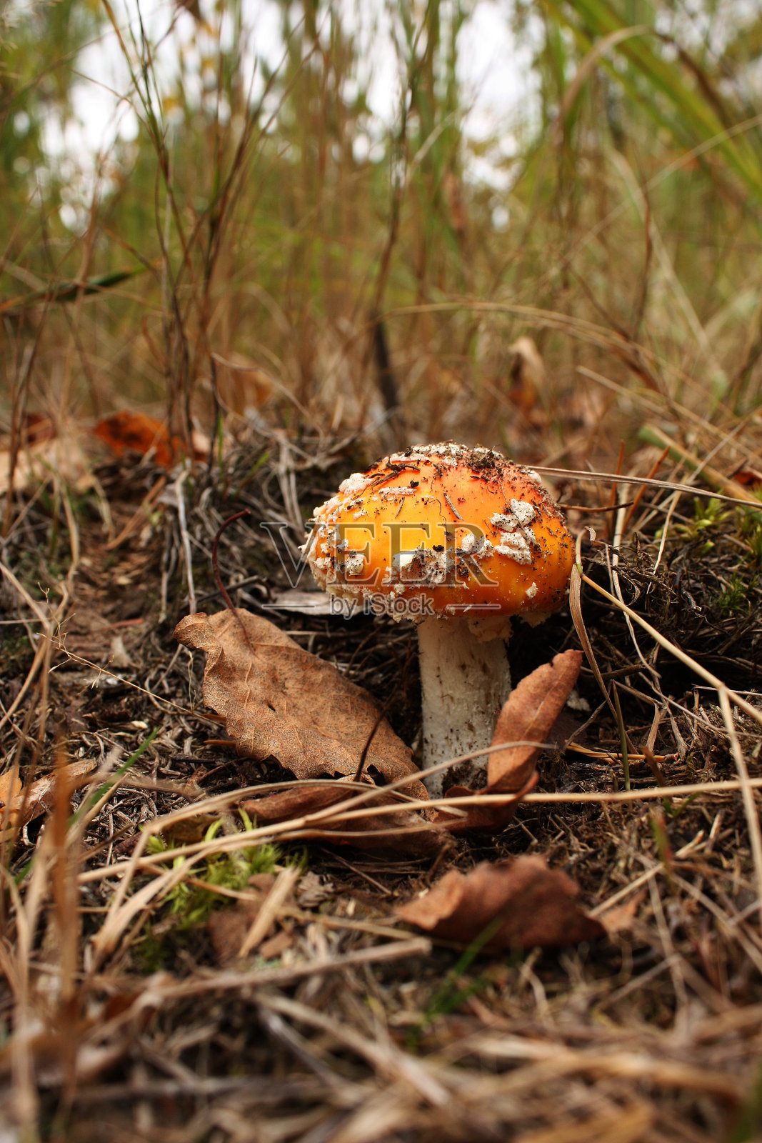森林里的木耳红蝇。木耳飞红。特写镜头。照片摄影图片