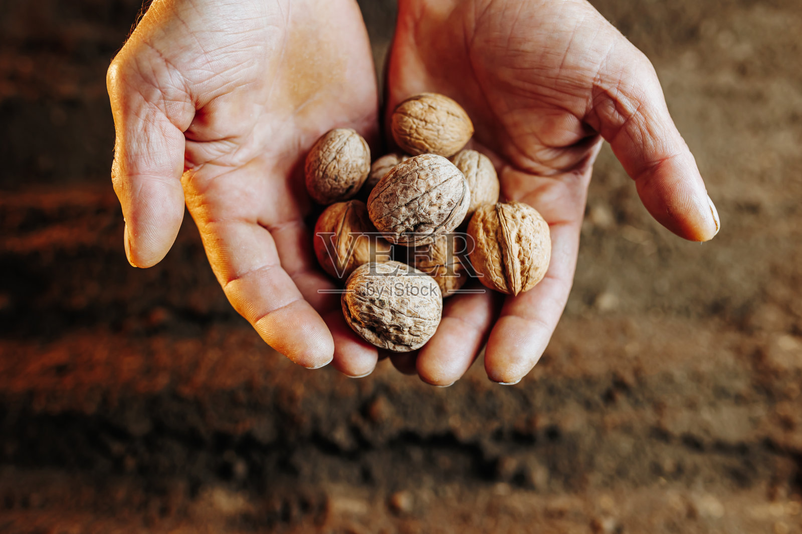 俯视图，一个农民粗糙的手拿着一粒小种子，照片摄影图片