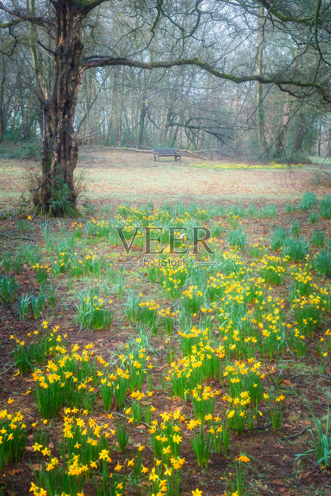 春天公园里生长着新鲜的水仙花照片摄影图片