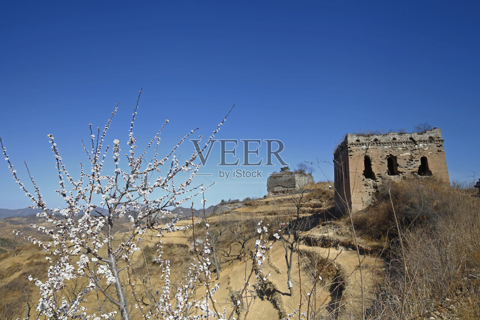 原来的生态墙开满了杏花照片摄影图片