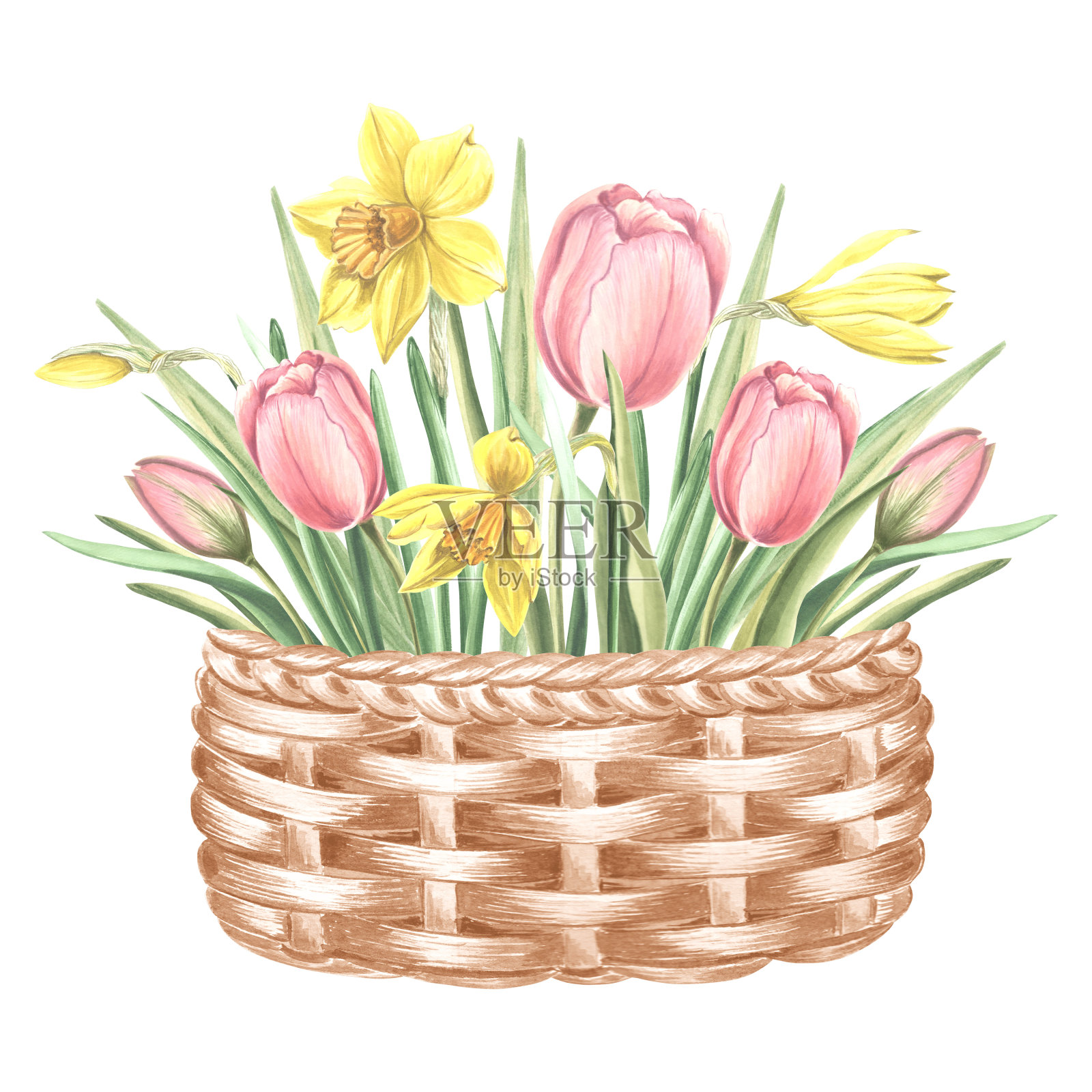 郁金香和黄色水仙花精致的花束在复古柳条篮子。孤立的手绘水彩插图。花园的花。卡片模板，母亲节，3月8日，复活节，纺织品，刺绣插画图片素材