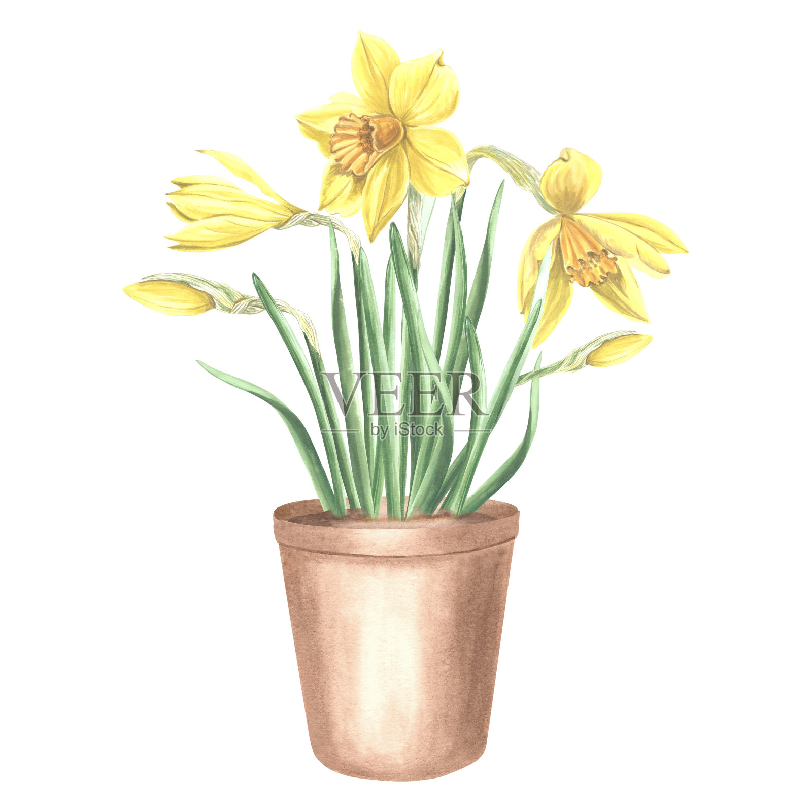 黄色水仙花和叶子在粘土花盆。春天花园花。孤立的手绘水彩插图水仙。花绘图模板卡片，母亲节，3月8日，复活节，刺绣。插画图片素材