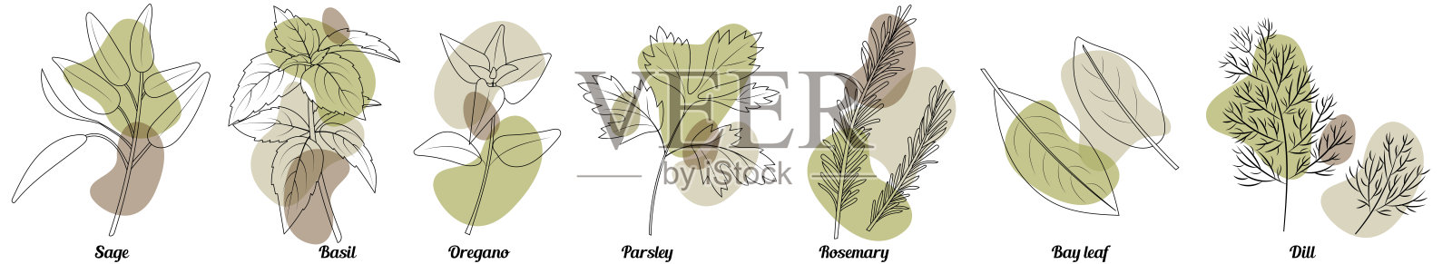 厨房草药集孤立的手绘轮廓风格与透明的抽象形状。比如莳萝，牛至，迷迭香，欧芹，罗勒，月桂叶，牛至，鼠尾草。食品香料插图。插画图片素材