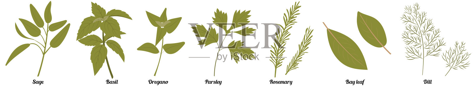 莳萝，牛至，迷迭香，欧芹，罗勒，月桂叶，牛至，鼠尾草。一套厨房香草插画图片素材
