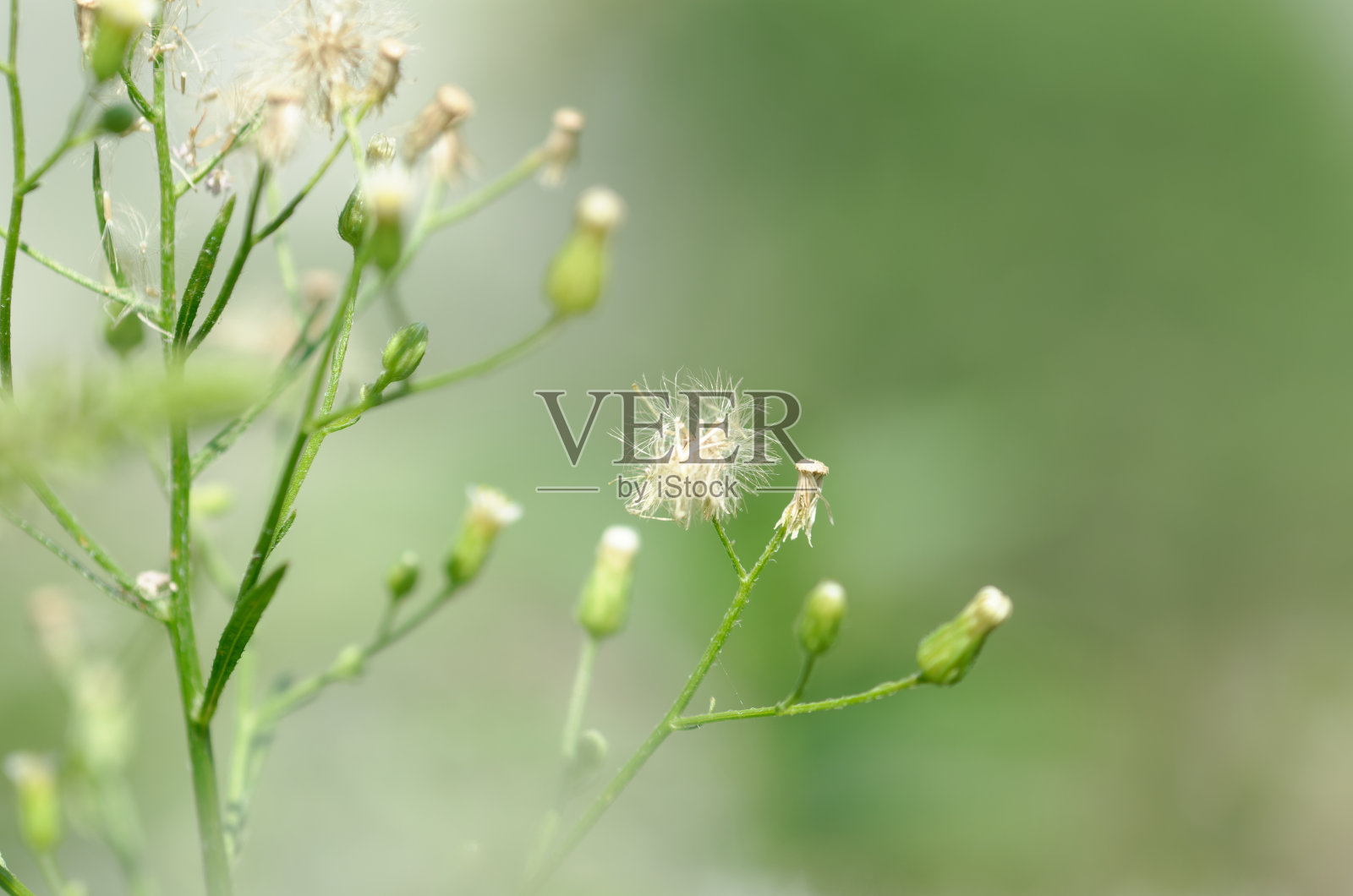 美丽的蒲公英照片摄影图片