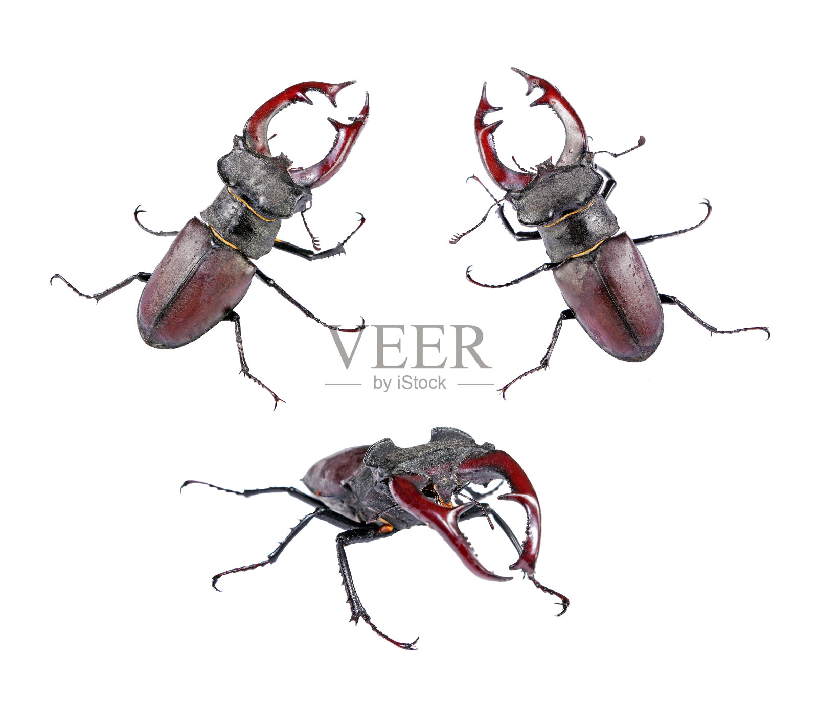 鹿甲虫。在白色上分离的鹿角甲虫集合。照片摄影图片