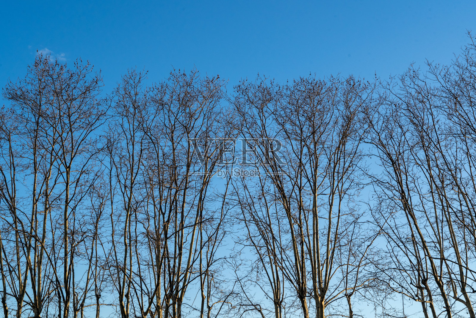 高大的干梧桐树照片摄影图片