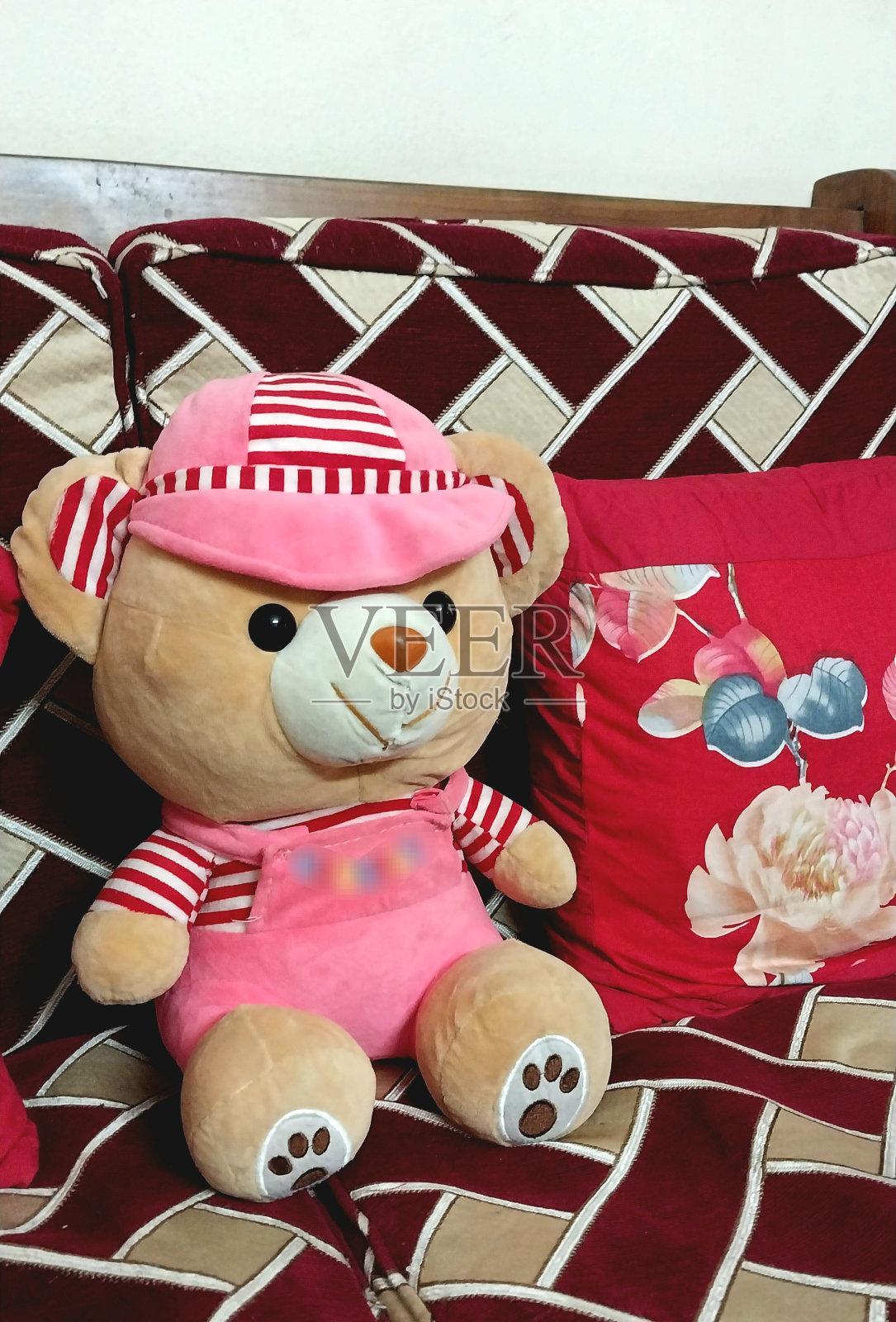 泰迪照片摄影图片