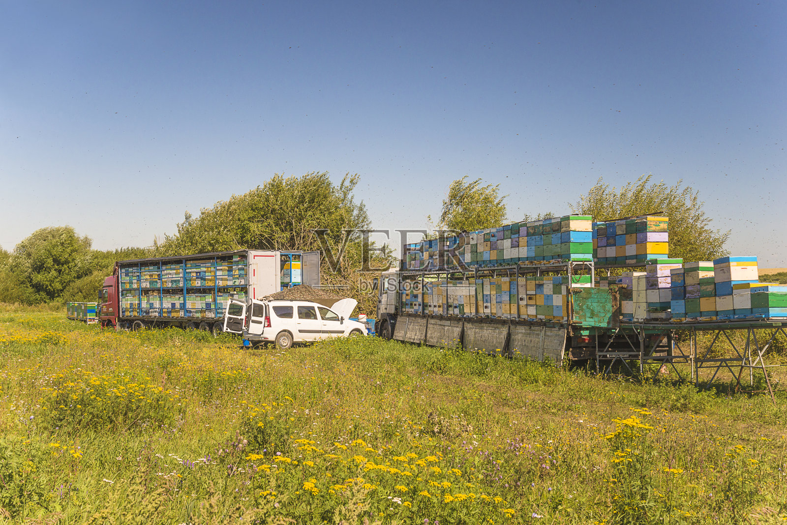 夏天的草地上开满了黄色的花朵，蜜蜂飞舞，车上有许多蜂巢照片摄影图片