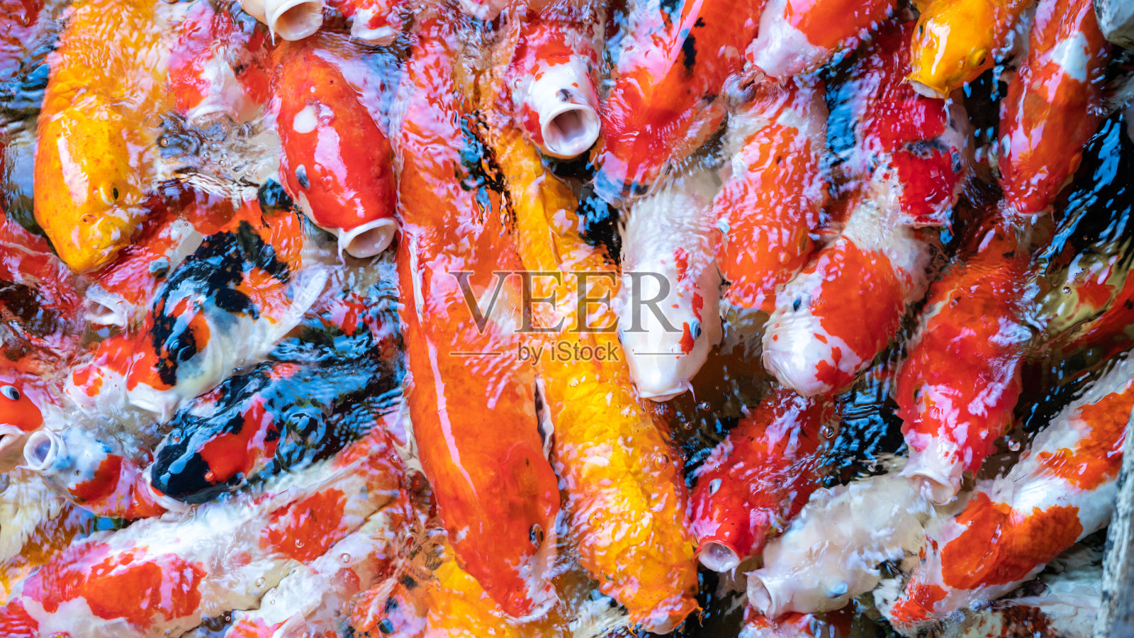 池塘里的锦鲤，美丽的锦鲤或鲤鱼，许多拥挤的鱼。照片摄影图片