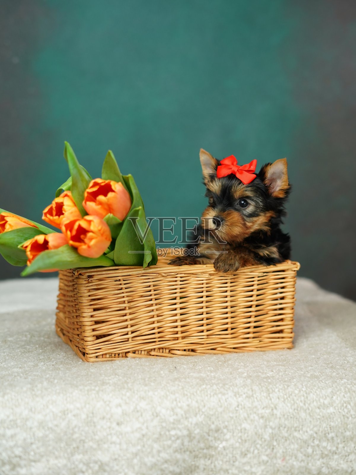 一只约克夏梗狗坐在一个柳条篮子里，篮子里放着橙色的郁金香。毛茸茸的，可爱的狗，在绿色的背景上，它的头上有一个红色的蝴蝶结。可爱的宠物照片摄影图片