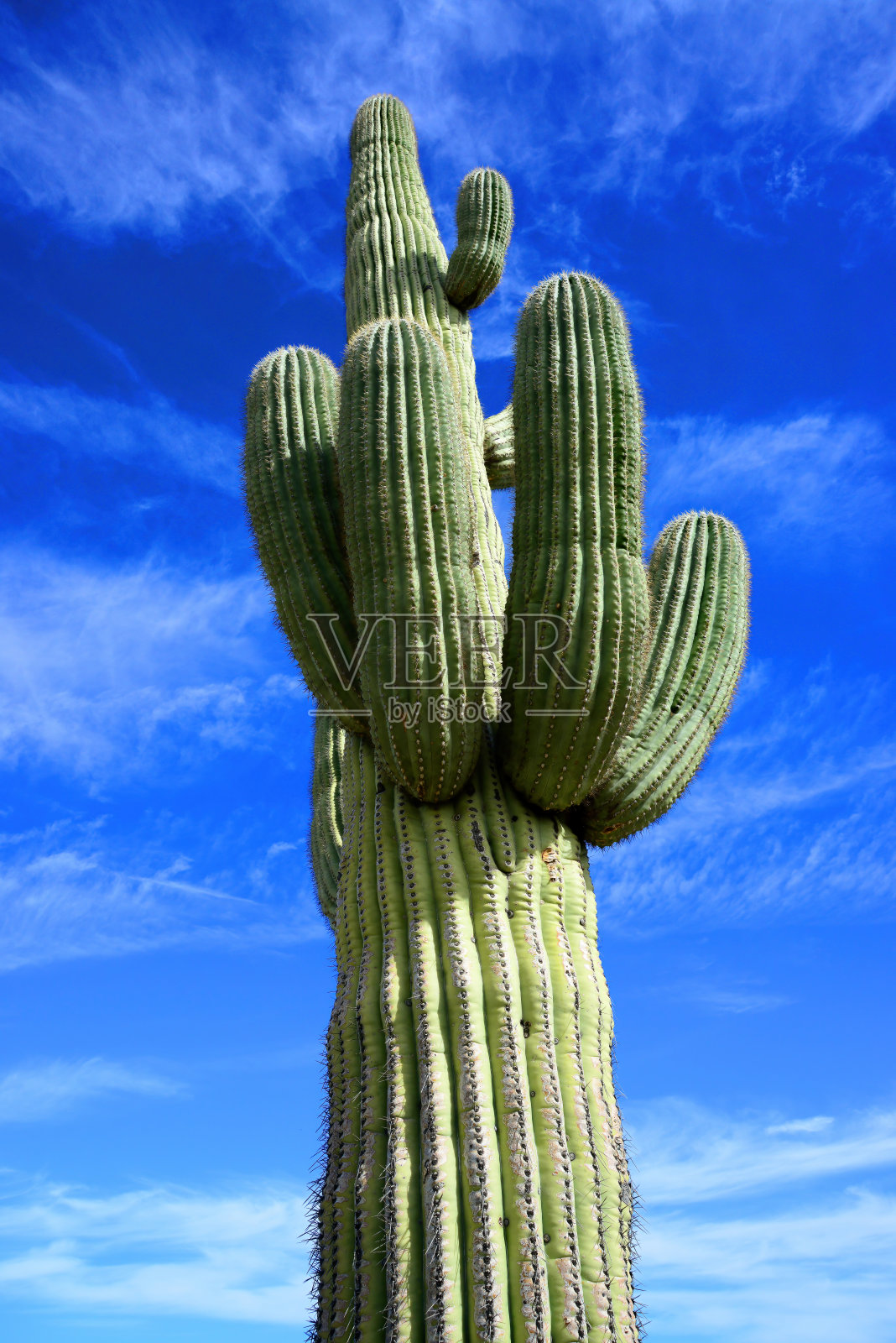 老萨瓜罗仙人掌索诺拉沙漠亚利桑那州照片摄影图片