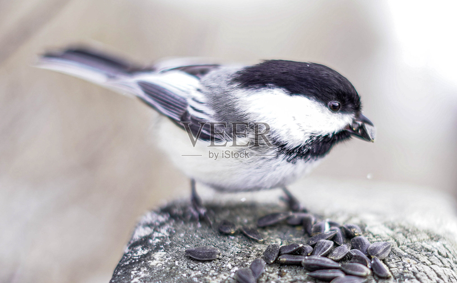 冬天的山雀照片摄影图片