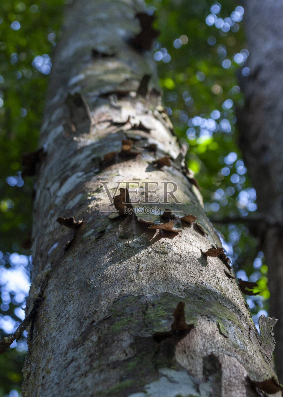 斯里兰卡萨伯勒格穆沃省和南部省的辛哈拉贾森林保护区照片摄影图片