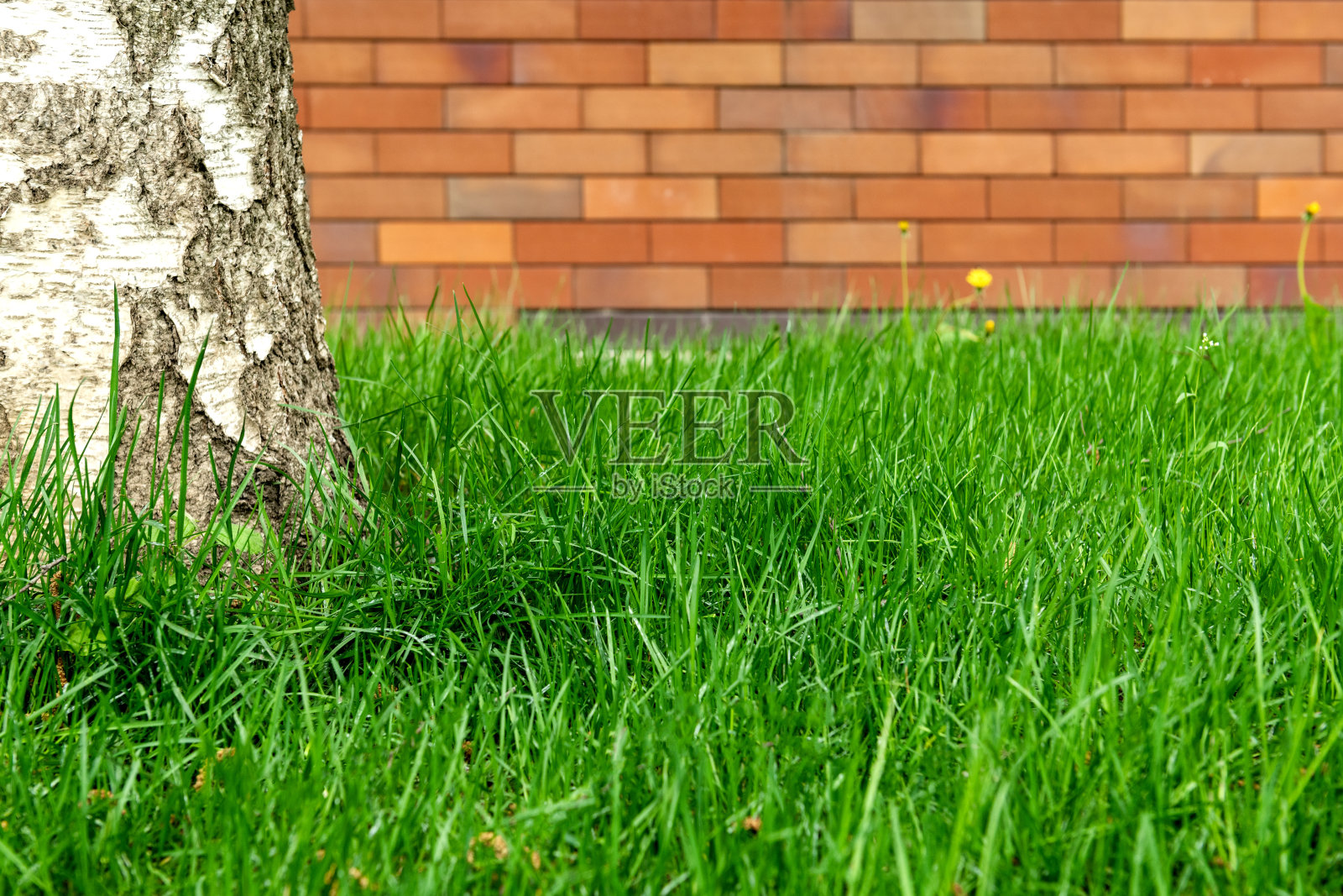 春天的绿草和桦树靠着砖墙。背景照片摄影图片