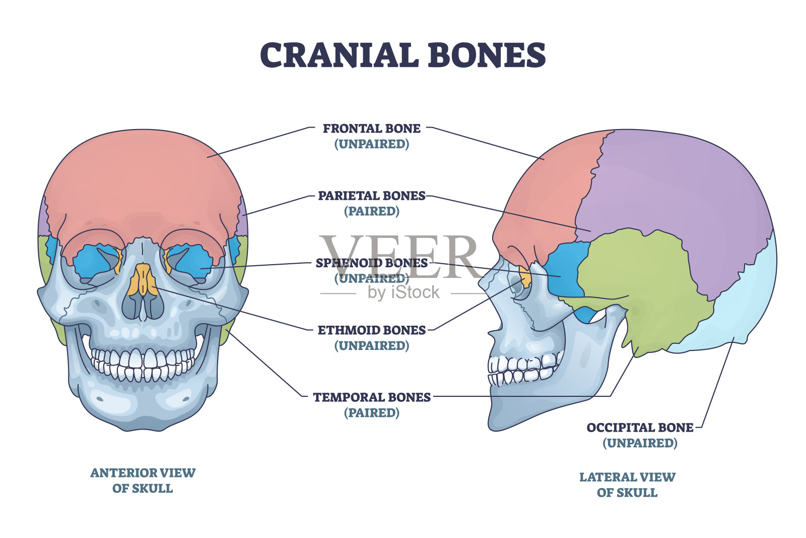 颅骨解剖及颅骨医学划分大纲图插画图片素材