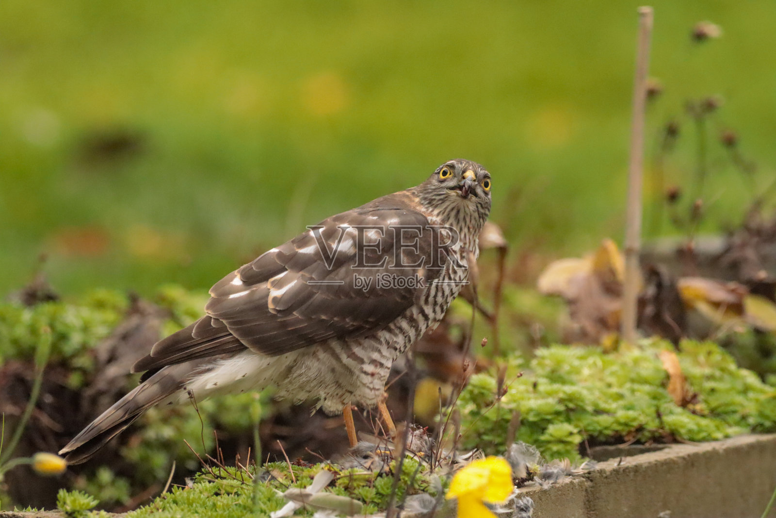 Épervier d'Europe (aciiter nisus)照片摄影图片