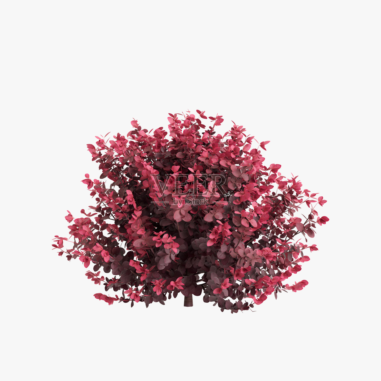 三维插图孤立的白色背景照片摄影图片