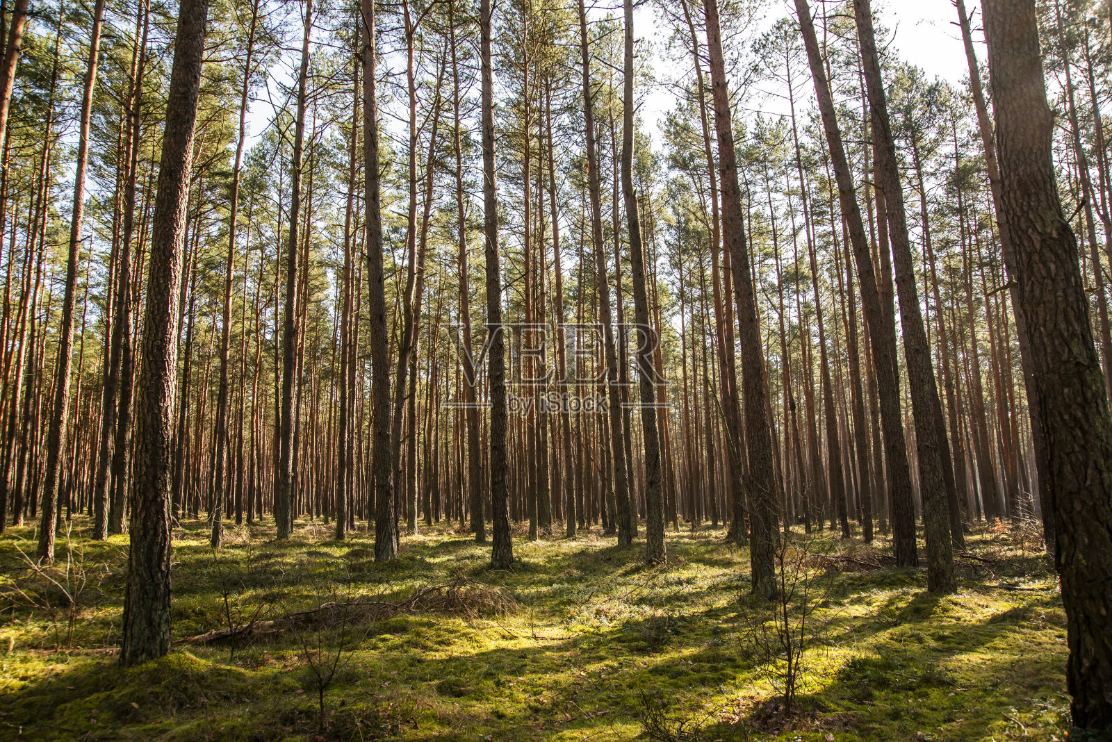 自然景观，针叶林在波兰的一个阳光明媚的日子。照片摄影图片