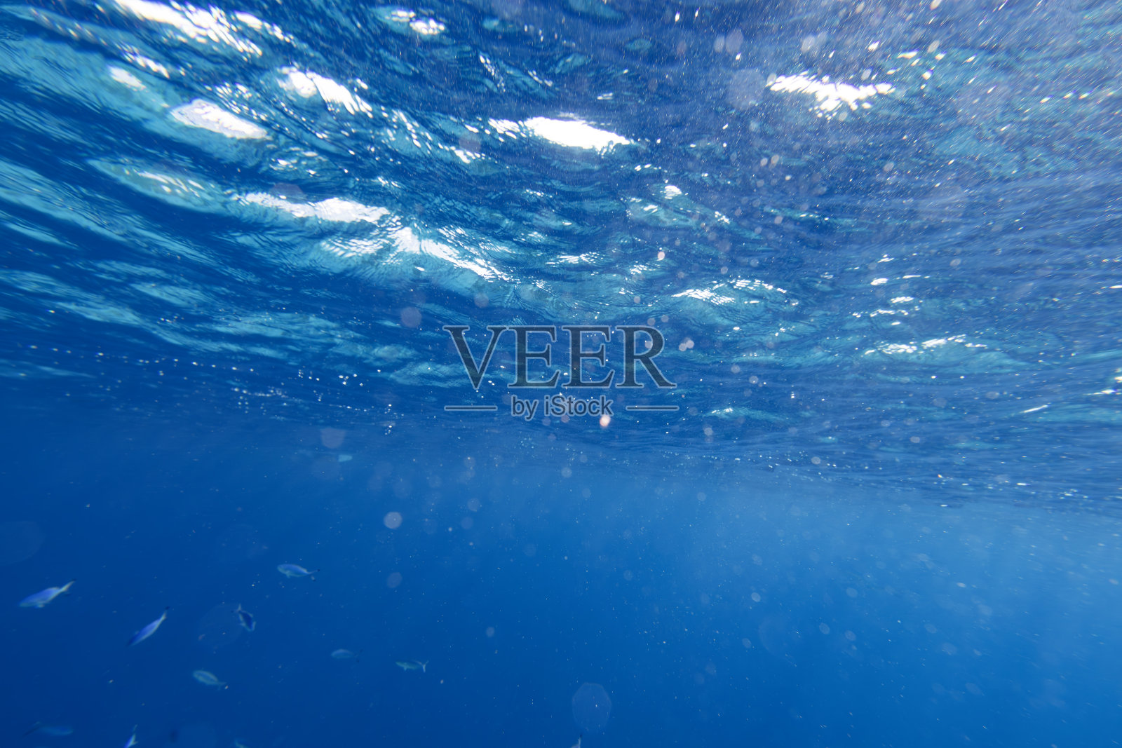 红海上的水下珊瑚礁照片摄影图片