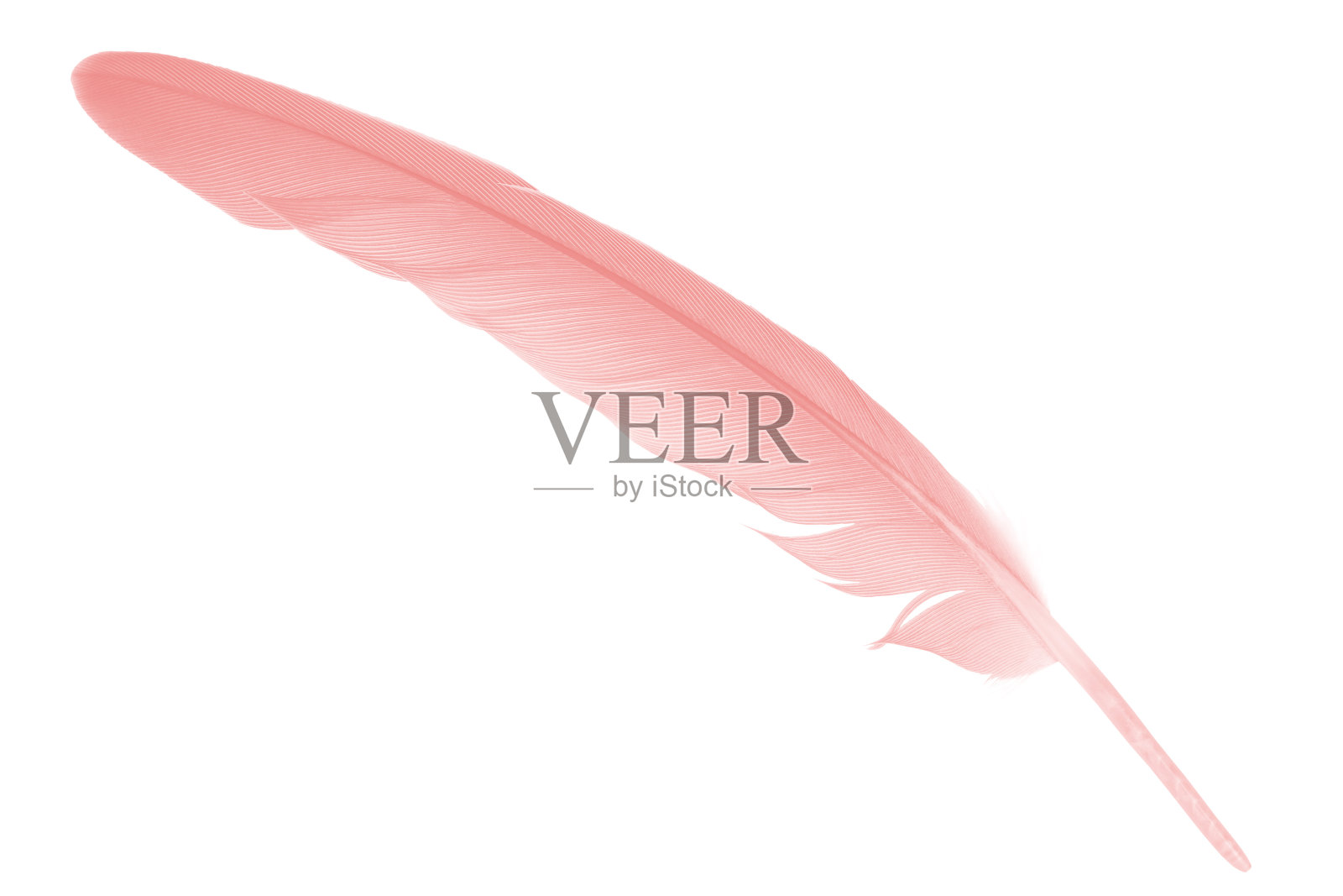 白色背景上孤立的粉红色羽毛照片摄影图片