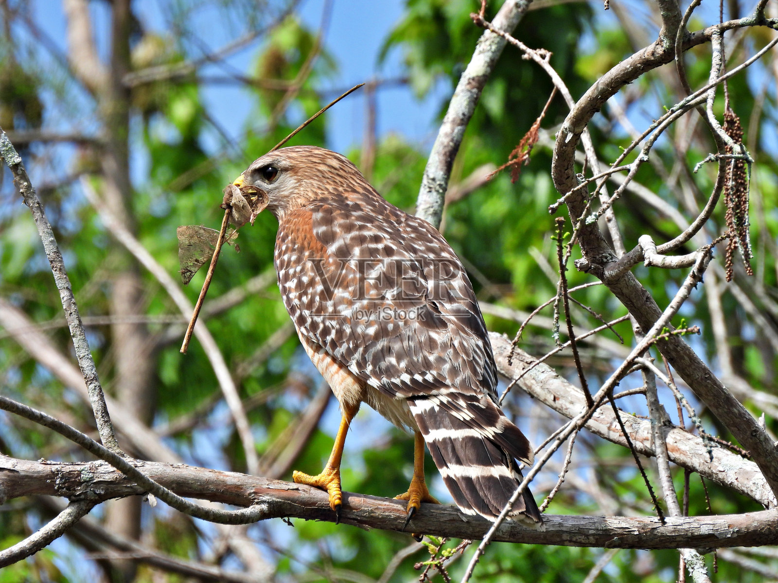 红肩鹰(Buteo lineatus) -栖息在树枝上拿着筑巢材料照片摄影图片