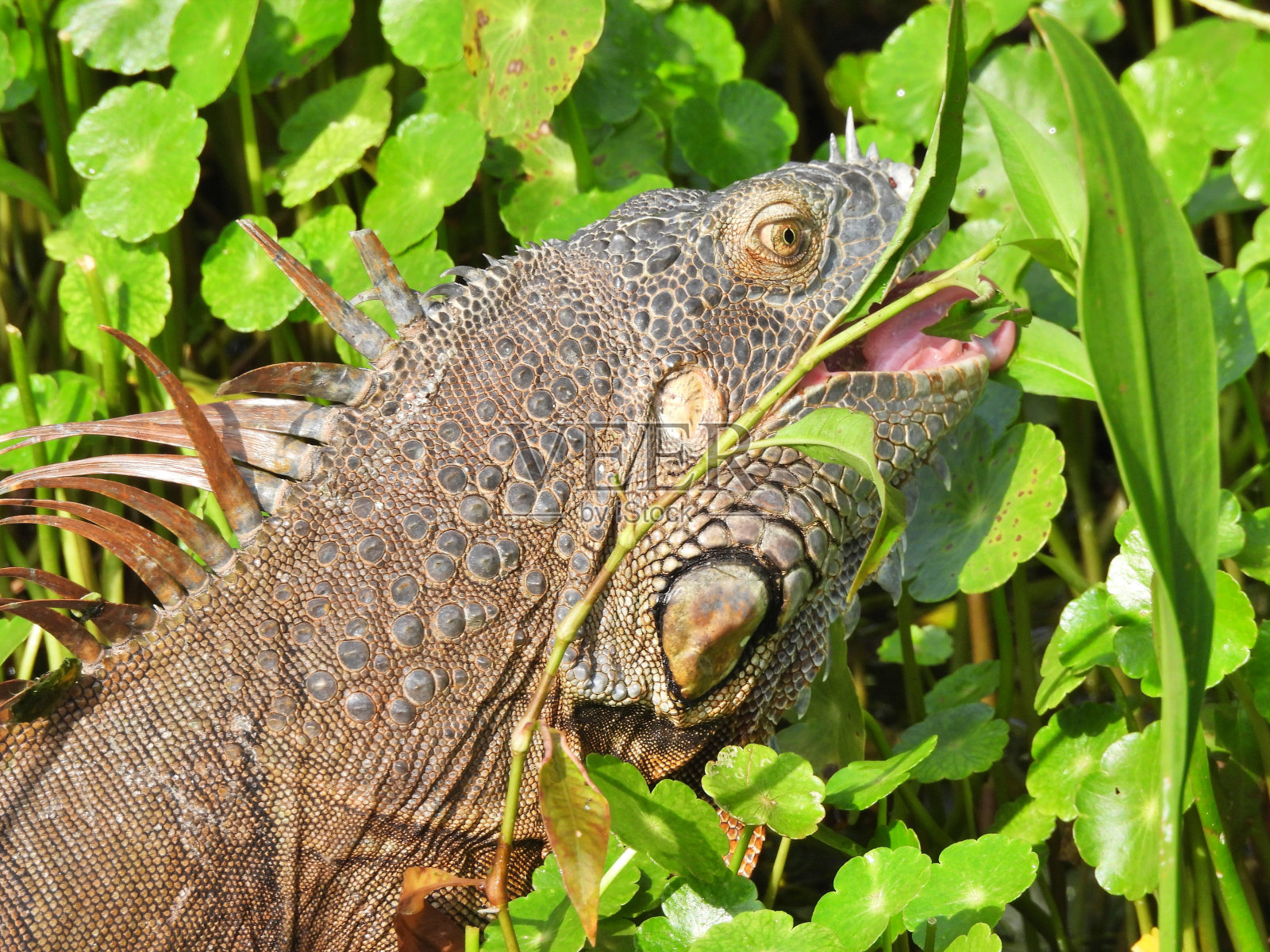 绿鬣蜥(鬣蜥)-吃水生植物照片摄影图片