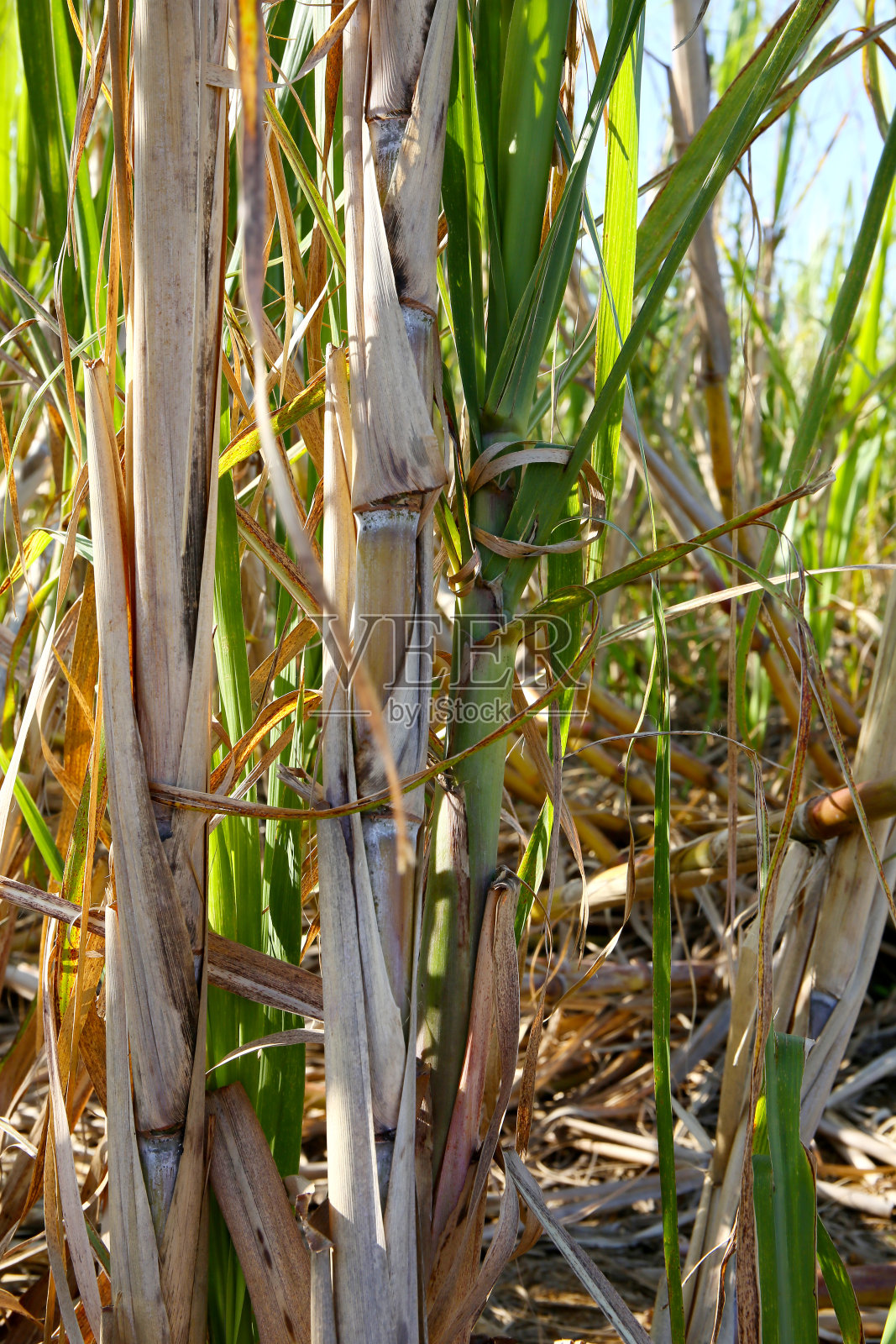 宫古群岛的甘蔗田照片摄影图片