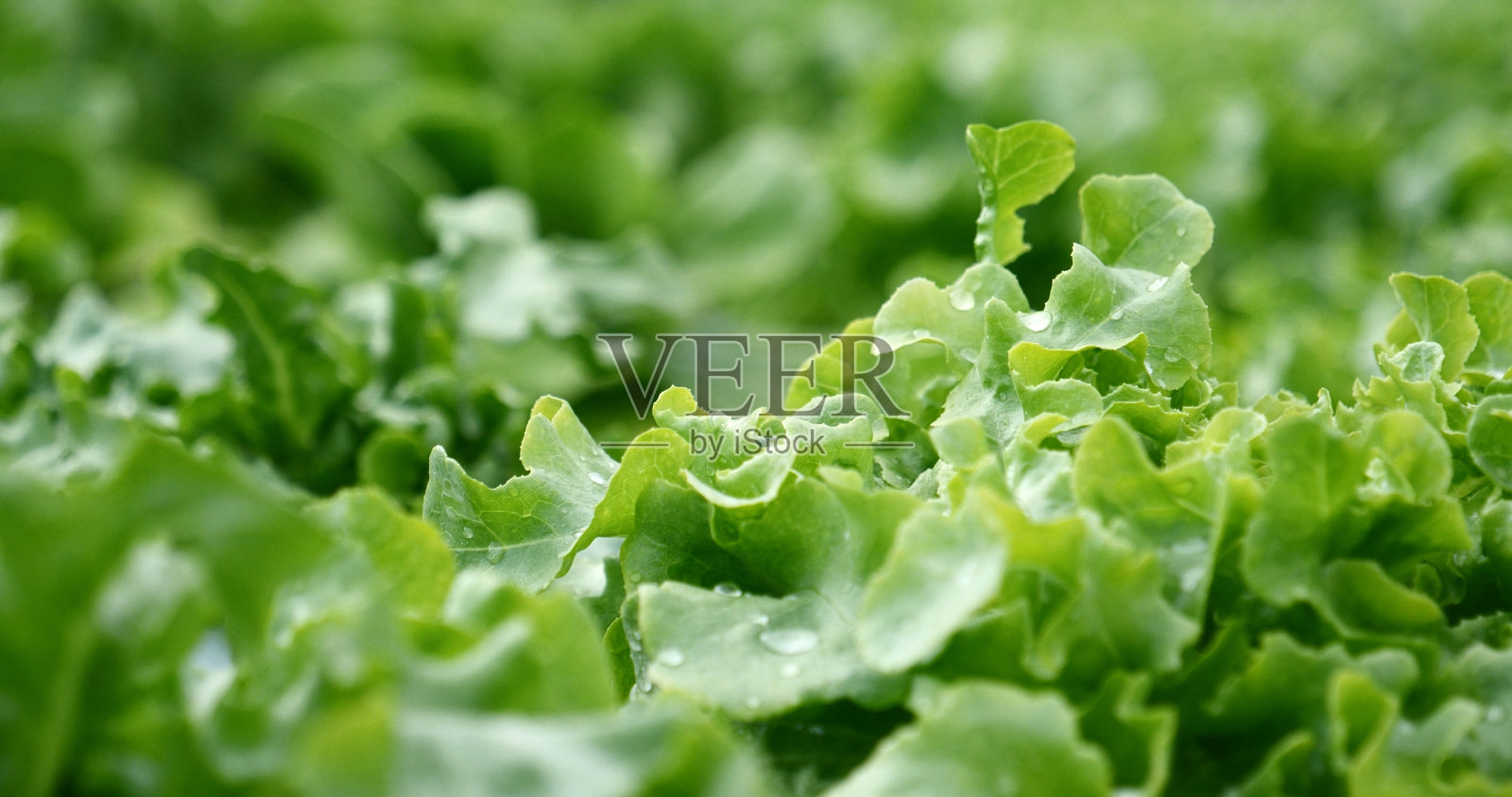 近距离观赏新鲜有机水培蔬菜种植园生产绿色沙拉水培栽培农场。绿色有机种植农场的绿色橡树生菜沙拉。沙拉农场蔬菜绿橡树生菜照片摄影图片