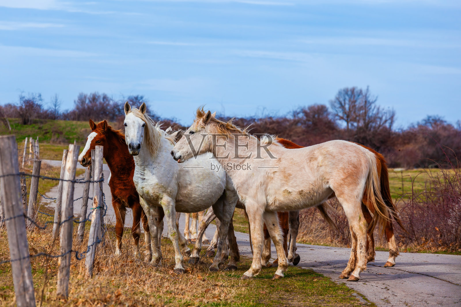 马走在乡间的路上，农场的动物照片摄影图片
