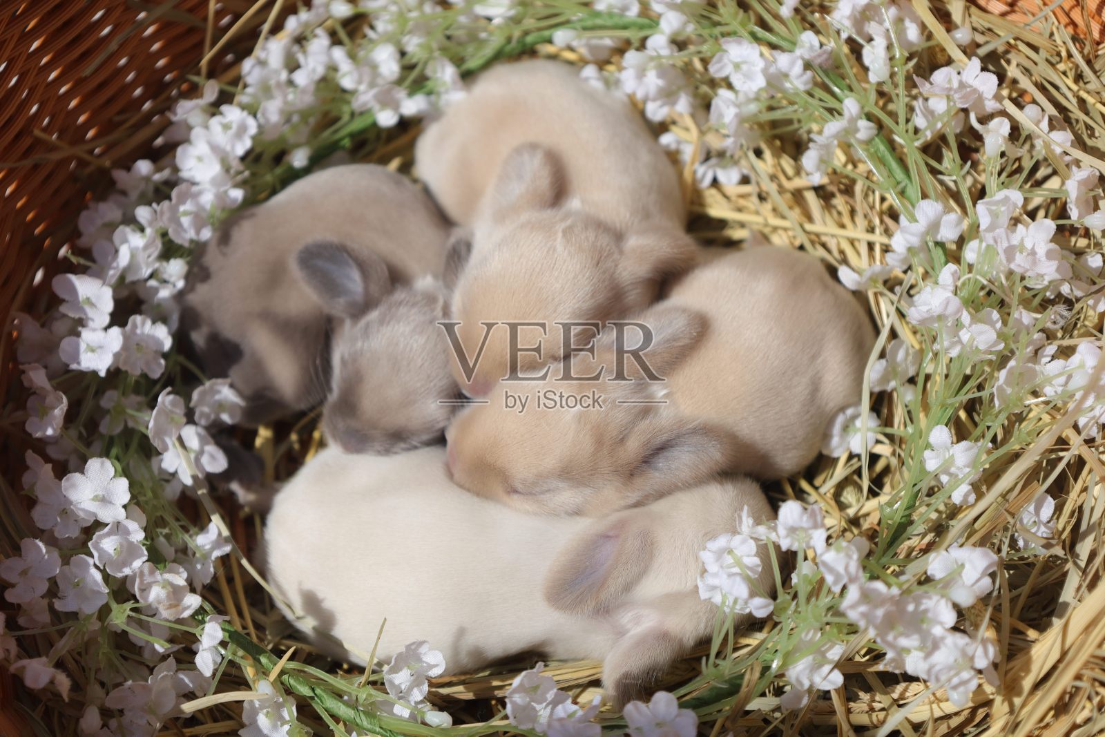 小兔子照片摄影图片