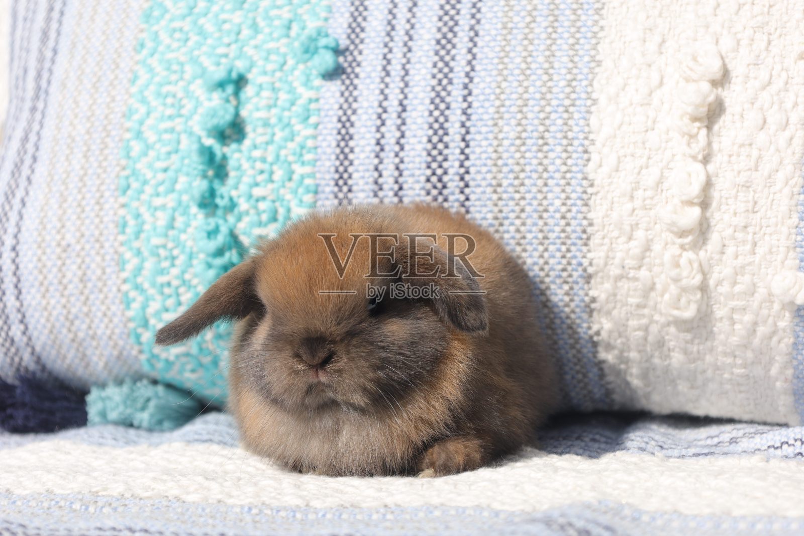 小兔子照片摄影图片