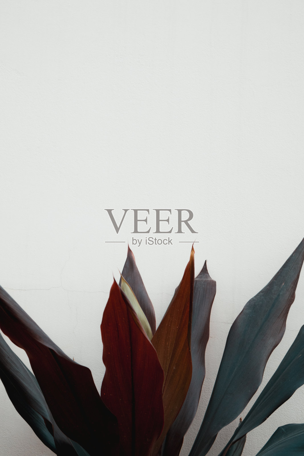 靠墙种叶子照片摄影图片