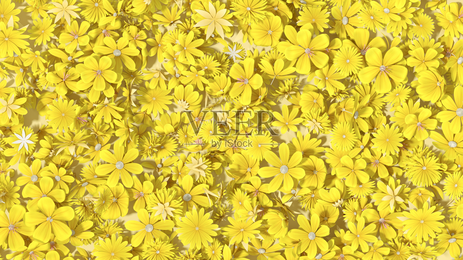 黄色背景上的黄色春花照片摄影图片