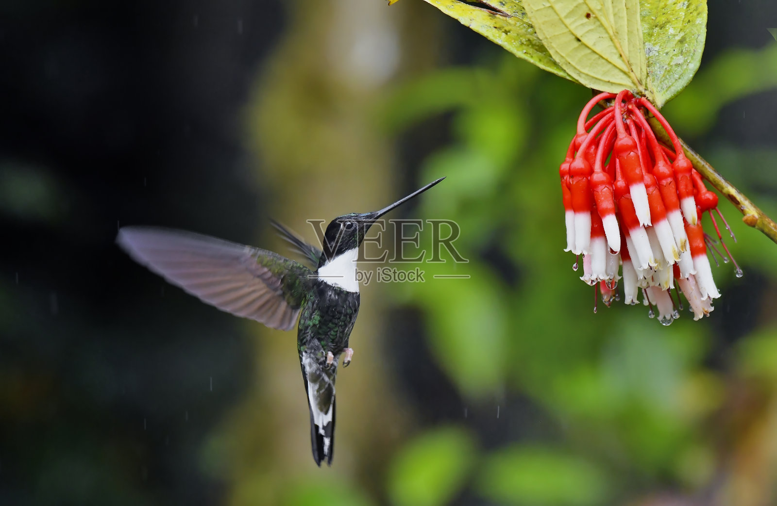有项圈的印加蜂鸟正在飞翔，它的喙靠近雨中红白相间的花朵照片摄影图片