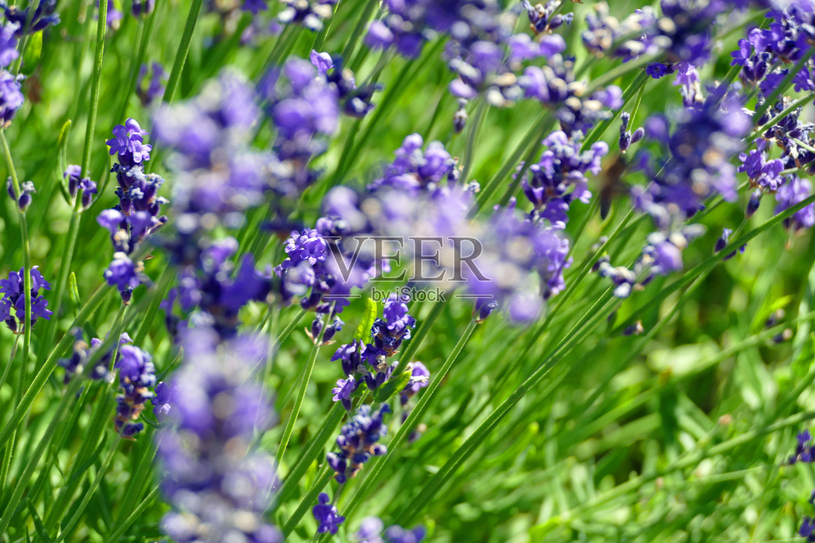 花照片摄影图片