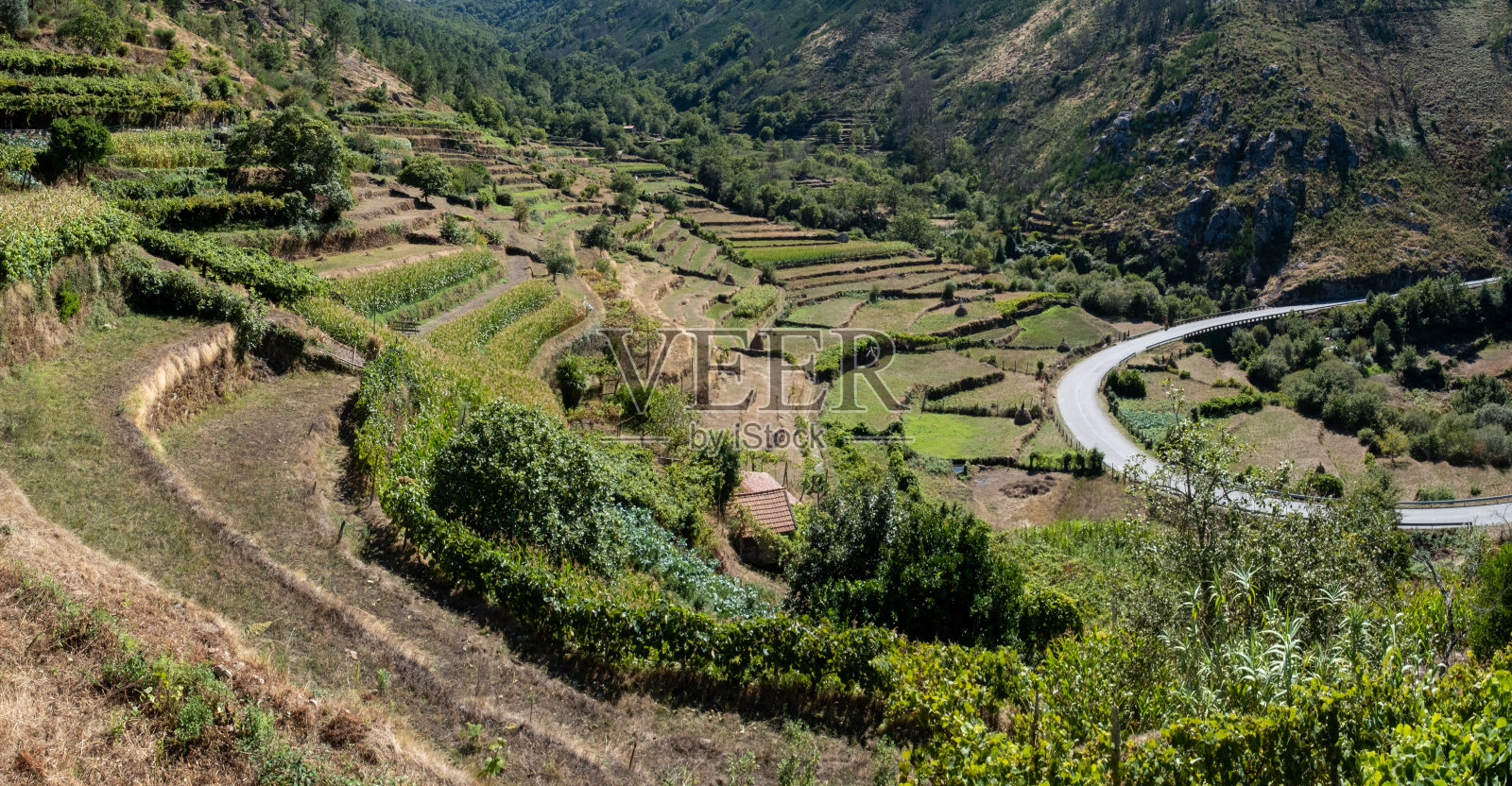 爬满藤蔓的山和弯弯曲曲的路照片摄影图片